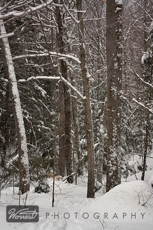 Snowy Trees