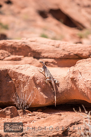 Sunning Lizard