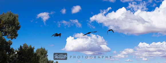 Raven in Flight (in three parts)