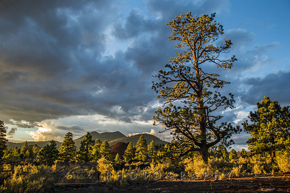 Sunset Crater Pines