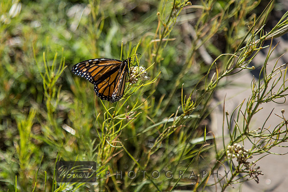 Monarch Butterfly