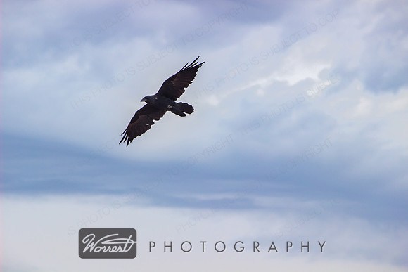 Raven Soars #1