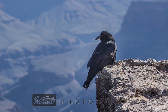 Raven on a Precipice #1