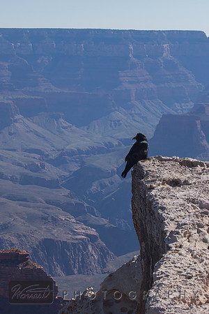Raven on a Precipice #2