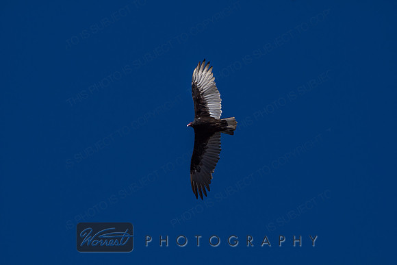 Turkey Vulture Fly-over