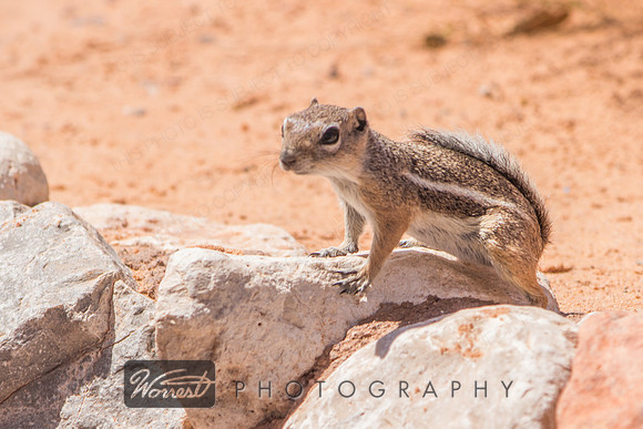 Inquisitive Antelope Ground Squirrel