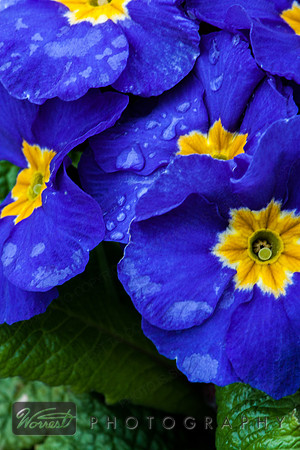 Untitled Flowers in Ireland