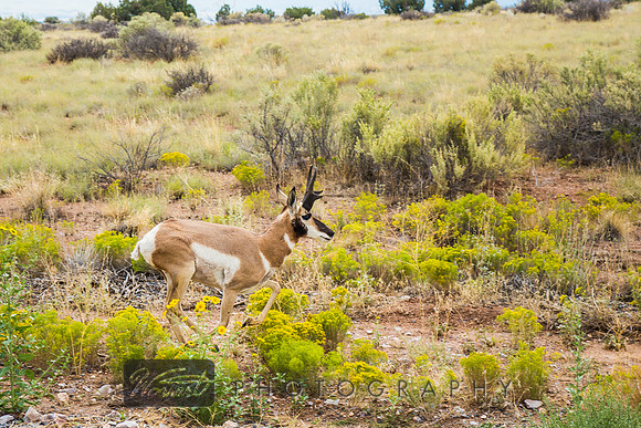 Pronghorn, Interrupted