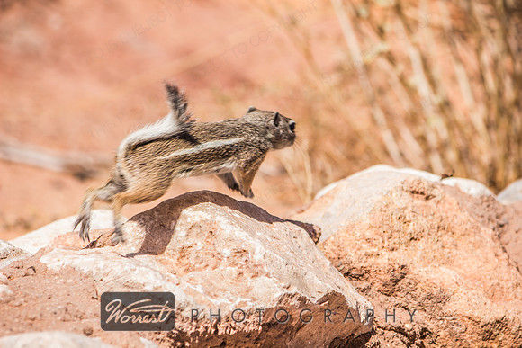 Gotta Dash (Antelope Ground Squirrel)