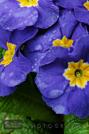 Irish Flowers