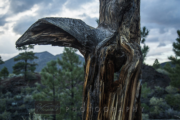 Lightning Casualty